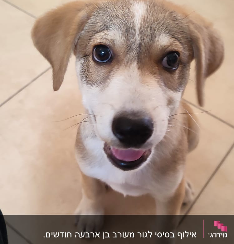 גור כלבים יושב על רצפה, מביט למצלמה